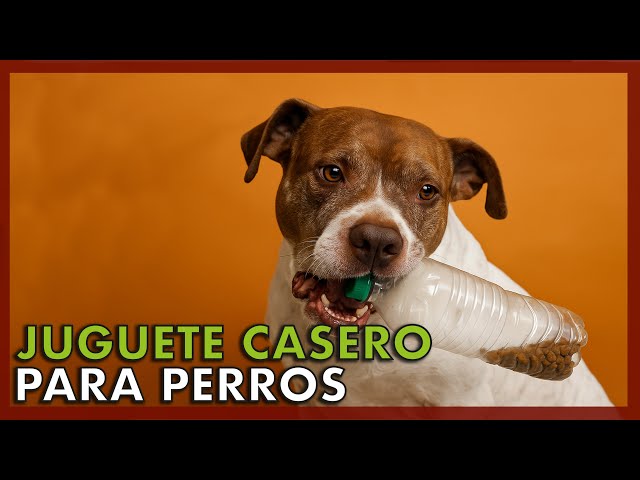 Vídeo relacionado con Petface Foodie Faces - Juguete de látex para Perro con diseño de Frambuesa Integrado, pequeño (Paquete de 1)