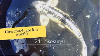 How much are koi worth? The value of koi