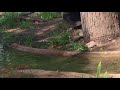 Detroit Zoo Royal Oak MI 08 08 2018 Part 8