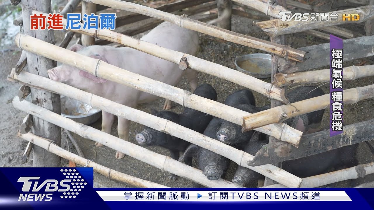 擺脫氣候變遷讓窮人更窮!尼泊爾人家從一頭「豬」開始