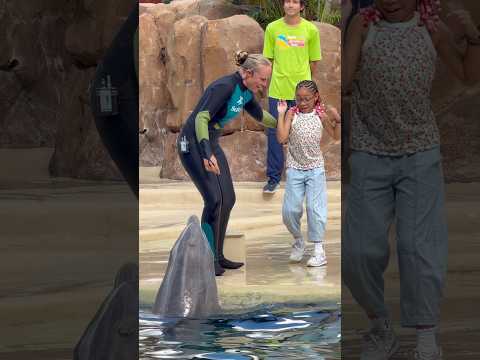 Dolphins Adventures at Seaworld Orlando.