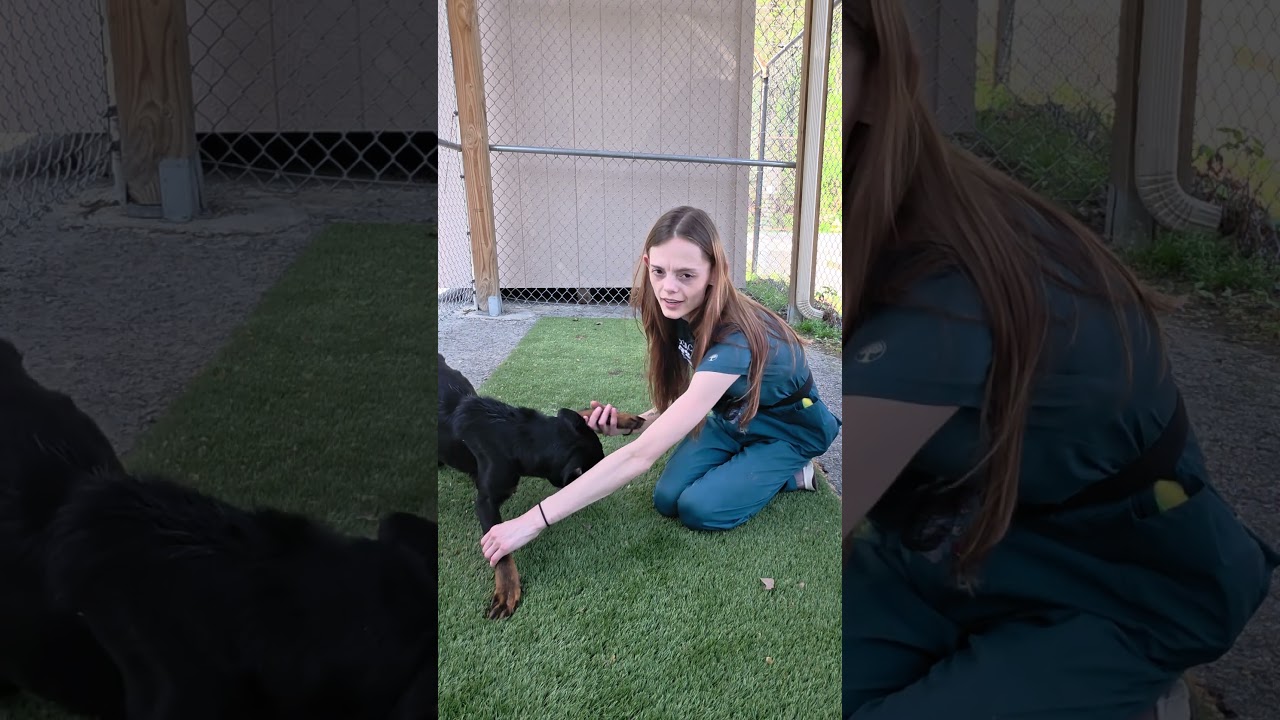 Enlarge Brittany CS , a ADOPTABLE mixed breed in Columbia, MD video 4/4