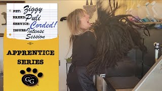 Apprentice Series: Full Corded Puli Bath and Groom - Working with Dogs with Dreadlocks!