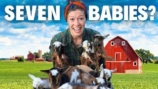 Goat Birth World Record Attempt | A Lesson in Patience