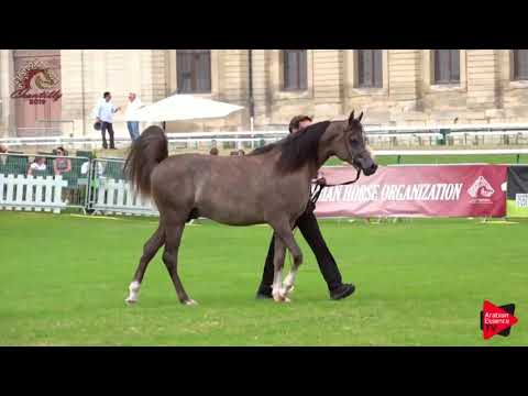 N.46 SHAREEM RC - Chantilly 2019 AHO World Cup - 2-3 Years Old Colts (Class 7A)