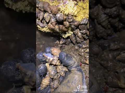 Catch sea snails this is where the snails live