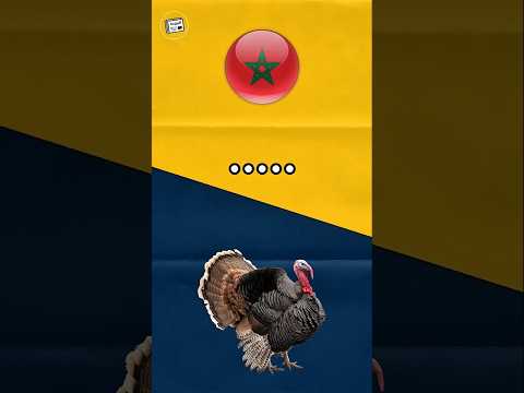 الديك الرومي في العالم 🤣🤣🤣#المغرب