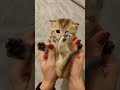 piccolo🐥#shorts #kitten #cute #like #love