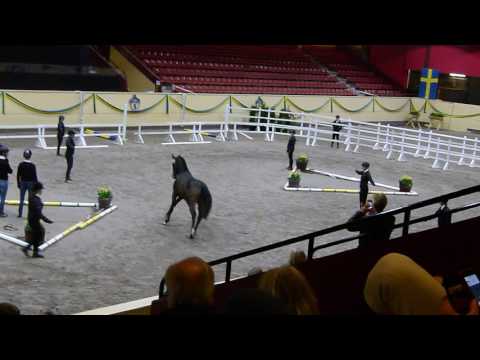 Don Furitello f 14 e Fürstenball Sir Donnerhall