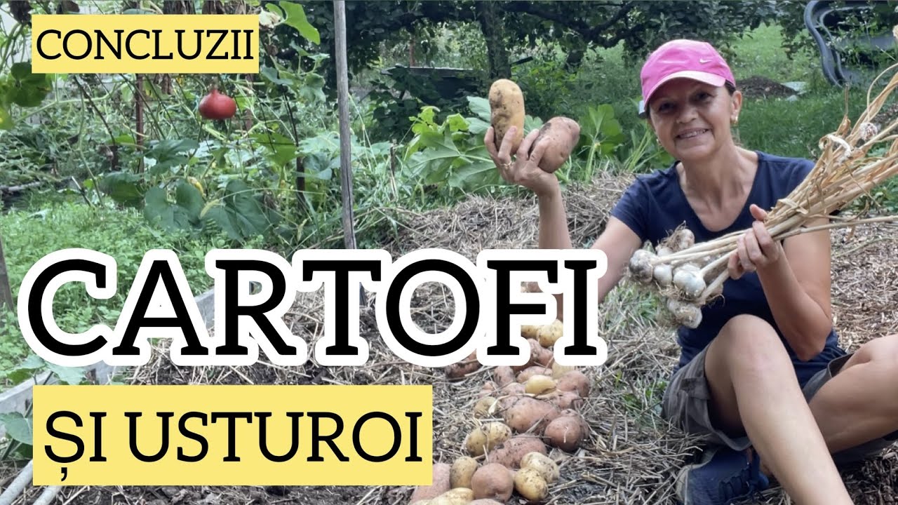 A reusit experimentul Plantarea cartofului toamna in asociere favorabila cu usturoiul