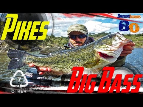 PESCA DE LUCIOS con BLACK BASS RECORD | PIKE FISHING with BIG BASS | www.bofishing.es