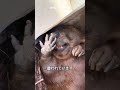 ビーバーの歯