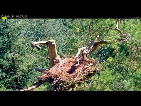 The Tweed Valley Osprey 4.21.16 1022am pair Mating