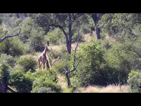 Djuma: Giraffes feeding-Pt:1 - 14:23 - 04/06/20