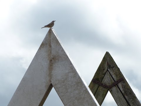 My Youngest Son Came Home Today (Cover)