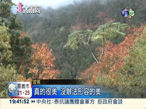 紅榨槭紅了... 為塔塔加化上彩妝!