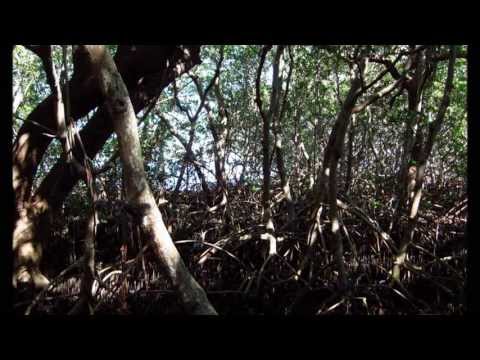 Jerry Garcia with NRPS - garden of weedon