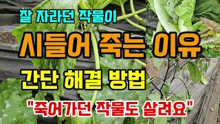 잘 자라던 작물이 시들어 죽어갈때 그냥 두지 말고 이것 뿌려주세요 오투팜 산소제