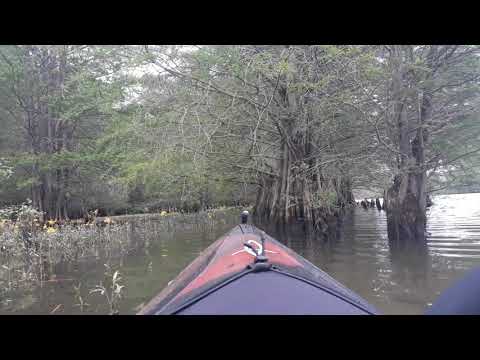 "Canadian Geese" near Buzzard Roost Creek, AL