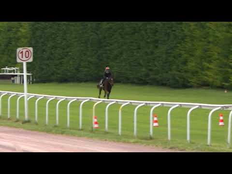 Breeze-Up Osarus 2020 - Lot 51 bis