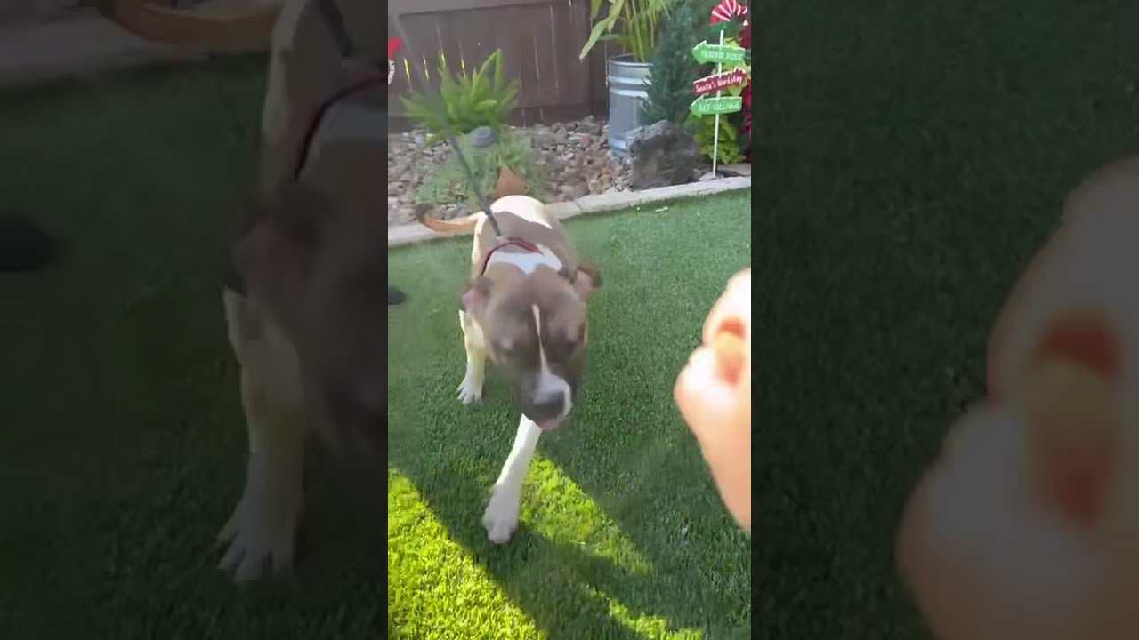 Enlarge Tank, a ADOPTABLE mixed breed in Southport, CT video 5/5