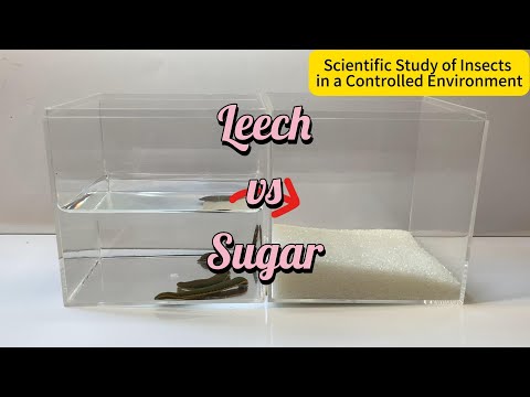leech vs sugar