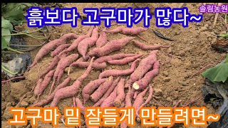초대박예감 흙보다 고구마가 많다~고구마 크게 만들기~ 고구마 심는방법,재배방법 귀농귀촌,인간극장.전원일기,주…