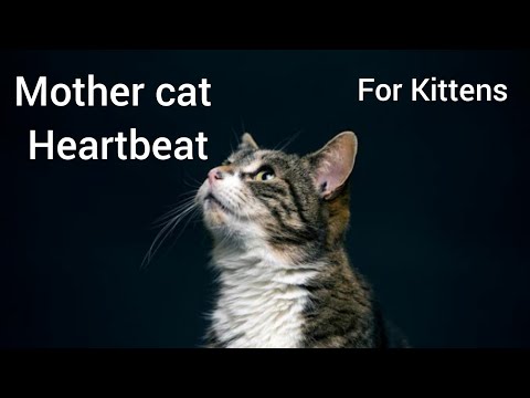 Mother cat heartbeat sound for kittens