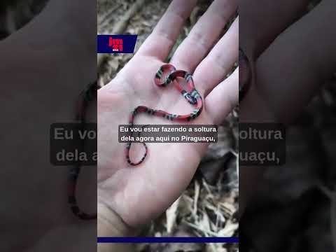 RESGATE INUSITADO: Cobra-coral falsa do tamanho de uma caneta é encontrada em Sales Oliveira