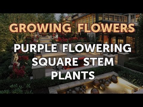 download lagu mp3 mp4 Shrub With Square Stems, download lagu Shrub With Square Stems gratis, unduh video klip Shrub With Square Stems