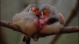 BRUNORI SAS   COLPO DI PISTOLA