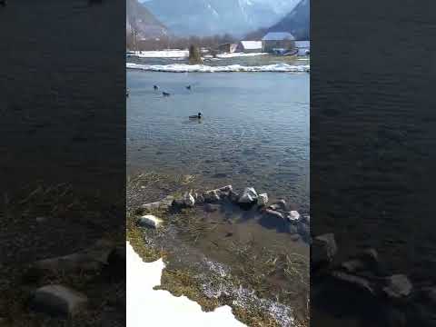 Alipasini izvori  GUSINJE 2022