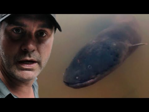 ENCERCLÉ PAR DES ANGUILLES ELECTRIQUES - Cyril Chauquet