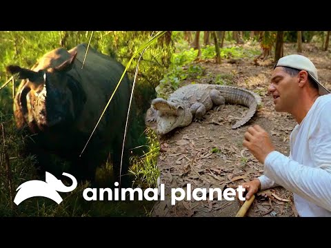 Frank se arrisca ao provocar dois animais muito ferozes | Wild Frank | Animal Planet Brasil