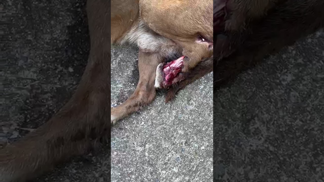 Zyon video