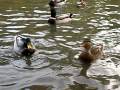 Fedding The Ducks Central Park NYC
