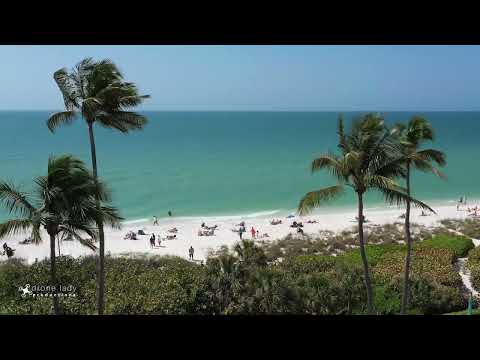 Beach Palm Trees   - Stock Video Sample