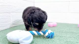 ハーフ犬の動画01