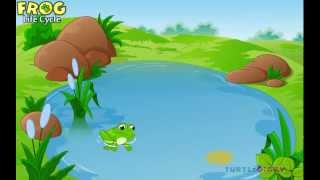 Learn the Frog Life Cycle *AMAZING* Science For Kids