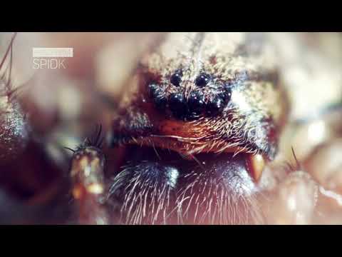 Ligas Post-Production : Wild Life sound editing DEMO REEL