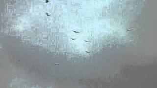 Vulture Swarm Over Lowe's (Part 3)