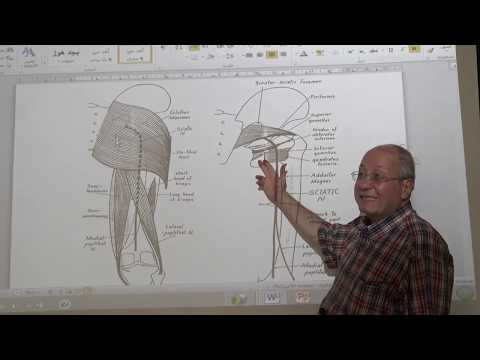 Nerve Injury 7 (  Sciatic nerve Injury ,  for 4th year ) , by Dr. Wahdan .