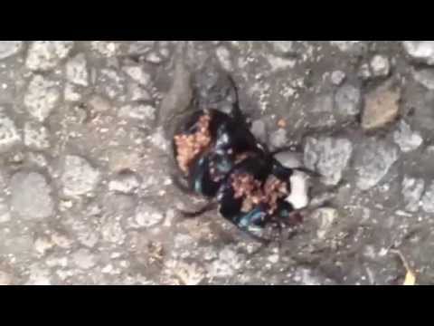 Milbeninvasion  auf Mistkäfer