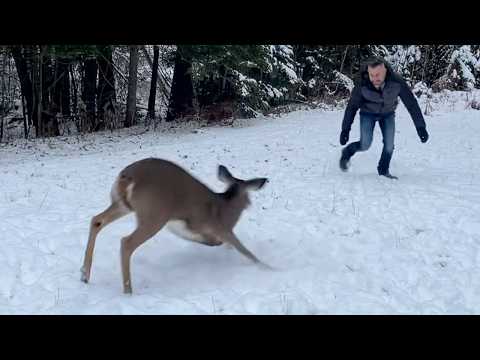 Wild Fawn Waits at the Porch for Her Favorite Human Every Day