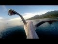 GoPro: Pelican Learns To Fly 