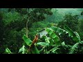 Rain Whatsapp Status Rain Whatsapp Status Video Barish Status Rain Day Nature Whatsapp Status
