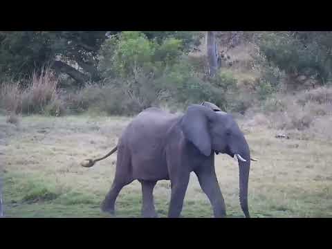 Djuma: Lone Elephant gets a quick drink - 17:18 - 08/18/2023