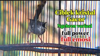 Download lagu Masteran Ciblek kristal Gacor nembak ngebren ak 47 variasi full power full emosi mp3 Download lagu Masteran Ciblek kristal Gacor nembak ngebren ak 47 variasi full power full emosi mp3