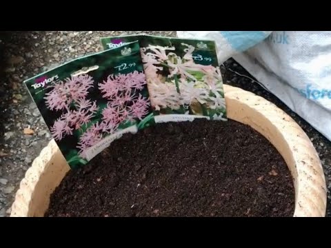 How To Plant Nerines For Autumn Colour, How To Grow Nerines In A Container