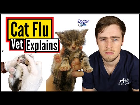 Why Is My Kitten Sneezing With A Runny, Snotty Nose And Eyes? | Cat Flu | Vet Explains